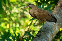 Bukac stredoamericky - Tigrisoma mexicanum - Bare-throated Tiger-heron o5889